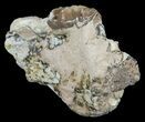 Hyracodon (Running Rhino) Tooth In Jaw Section - South Dakota #60953-1